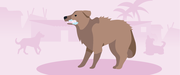 Recognizing Rabies in Dogs